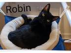 Adopt Robin a All Black Domestic Shorthair / Mixed (short coat) cat in Penndel