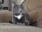 Adopt Sweet Pea a Gray or Blue (Mostly) Domestic Shorthair / Mixed (short coat)