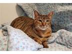 Adopt Lucy a Brown Tabby Domestic Shorthair / Mixed (short coat) cat in Penndel