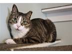 Adopt Michael a Gray, Blue or Silver Tabby Domestic Shorthair / Mixed (short