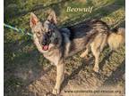 Adopt Beowulf a German Shepherd Dog / Mixed dog in Mission, TX (37583728)