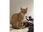 Adopt Edward a Orange or Red Tabby Domestic Shorthair / Mixed cat in Modesto
