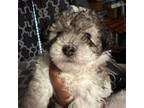 Maltipoo Puppy for sale in Durham, NC, USA