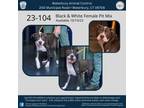 Adopt 23-104 a Pit Bull Terrier
