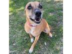 Adopt Foxy a Shepherd, Mixed Breed