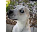 Adopt Gemini Lower Fee! a Labrador Retriever
