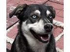 Adopt Aquarius a Shepherd, Husky