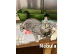 Adopt Nebula a Tabby, Domestic Short Hair