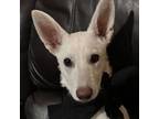 Adopt Freda a German Shepherd Dog, White German Shepherd