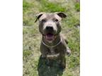 Adopt R259276 / Belle a Pit Bull Terrier