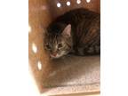 Adopt TRUFFLES a Domestic Short Hair