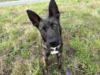 Adopt JADE a German Shepherd Dog, Mixed Breed