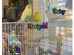 Adopt Iris, Daisy, Marigold, and Buttercup a Budgie / Budgerigar
