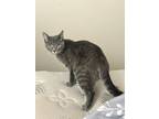 Adopt Elsa a Domestic Short Hair