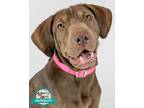 Adopt Melody a Labrador Retriever