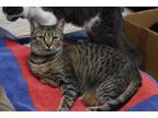 Adopt Luna a Tabby, Domestic Short Hair