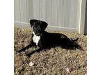 Adopt Oreo a American Staffordshire Terrier