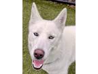 Adopt Elsa a Siberian Husky