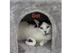 Adopt Dot a Domestic Short Hair