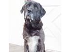 Adopt Duchess a Mastiff, Great Pyrenees