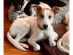 Adopt Sherry - adoption pending a Fox Terrier