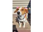 Adopt Betty a Jack Russell Terrier, Hound