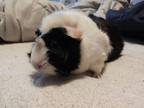 Adopt Oreo a Abyssinian, Guinea Pig