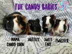 Adopt Candy Corn & the Candy Babies a Short-Haired