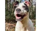 Adopt Neenah a Cattle Dog, American Staffordshire Terrier