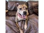 Adopt Pippa a American Staffordshire Terrier, Mixed Breed