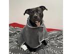 Adopt Moxie a American Staffordshire Terrier, Mixed Breed