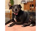 Adopt Lacey a Feist, Mixed Breed