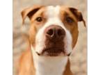Adopt Lola a American Staffordshire Terrier, Mixed Breed
