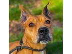 Adopt Maya a American Staffordshire Terrier, Mixed Breed