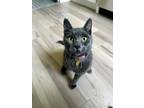 Adopt Smokey a Russian Blue