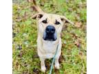Adopt Lady a Great Dane, Mixed Breed