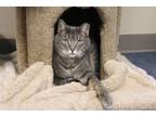 Adopt Pokey Girl a Domestic Short Hair