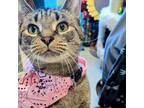 Adopt Eloise a Domestic Short Hair