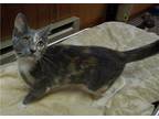 Adopt Lakat a Dilute Calico, Domestic Short Hair