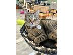 Adopt Tinkerbell a Domestic Short Hair