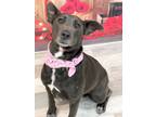 Adopt Chaca a Labrador Retriever, Blue Lacy