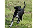 Adopt Essence a Blue Lacy, Australian Cattle Dog / Blue Heeler