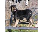 Adopt Envy a Blue Lacy, Australian Cattle Dog / Blue Heeler