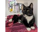 Adopt Feisty a Domestic Short Hair