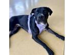 Adopt Avery a American Staffordshire Terrier