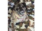 Adopt Buttons a Pug