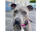 Adopt Clara - Foster or Adopt Me! a American Staffordshire Terrier