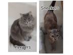 Adopt Peepers and Sneekers a Domestic Long Hair, Dilute Tortoiseshell