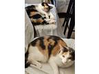 Adopt Lucy & Ethel **COURTESY POST** a Domestic Short Hair
