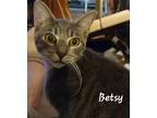 Adopt BETSY a Domestic Short Hair, Tabby